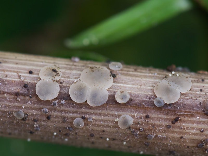 Mollisia luctuosa